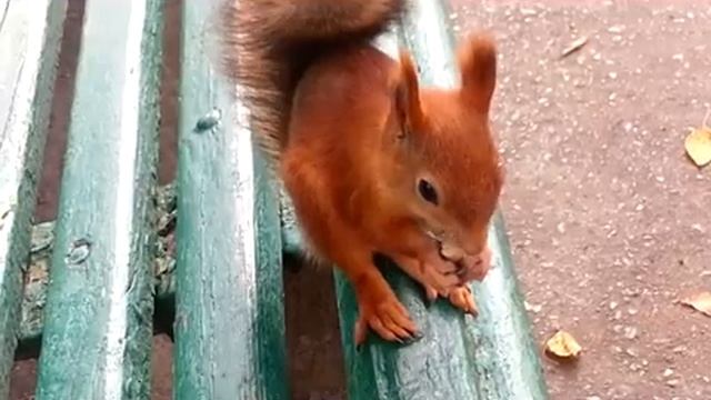 Хитрые белки Vs толстая я -  8 месяцев назад!