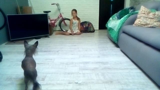 Дрессирую собаку🐕 смотреть онлайн