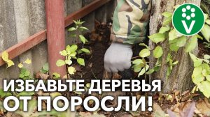 КОРНЕВАЯ ПОРОСЛЬ ЗАБИРАЕТ ПИТАНИЕ У ДЕРЕВЬЕВ И ВАШ УРОЖАЙ! Удаляйте ее ПРАВИЛЬНО!
