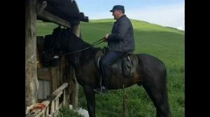 Карачаевские лошади.