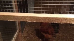 Содержание кур  в гараже