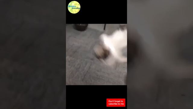 TikTok China | 10min TikTok China Trend Updated Daily #19| Tik Tok Dance | Кинески поп | चीनियाँ पप