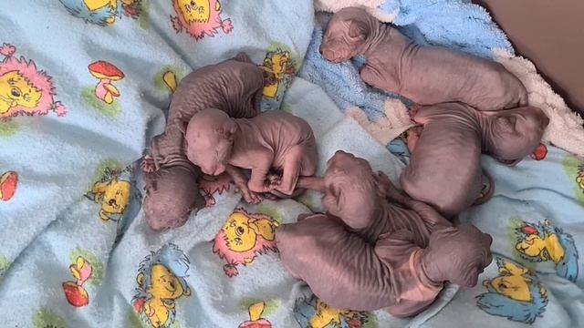 Котята канадского сфинкса,котятам неделя #канадскийсфинкс #лысыйкот #сфинкс #сфинксы