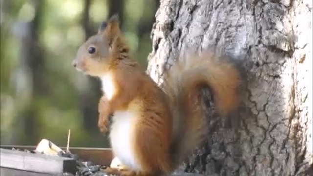 завтрак в кормушке.