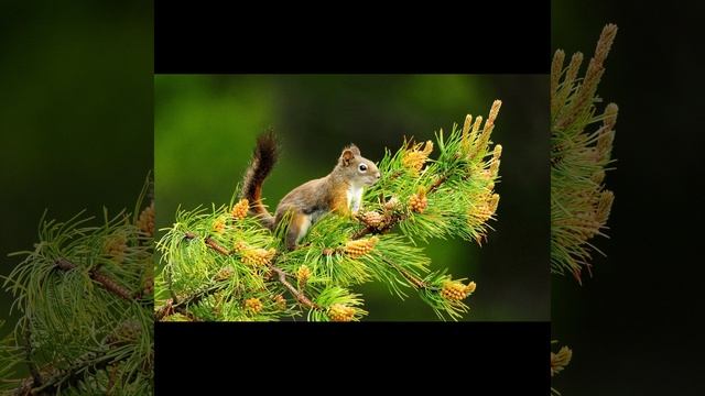 Красивые фото с животными!