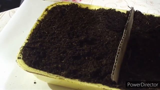 Выращивание табака в домашних условиях. 1 Начало (рассада) 25.04.2020г. смотреть онлайн