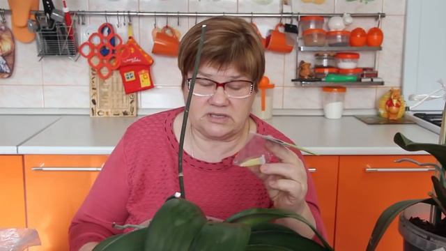 Как Заставить Орхидею Цвести. смотреть онлайн