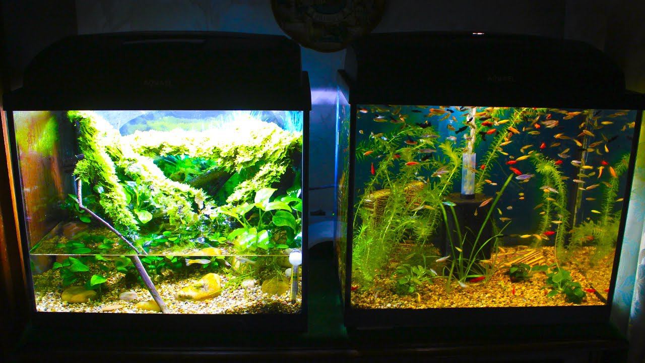 Обзор аквариумов 4К. Итоги месяца (Ноябрь 2020) смотреть онлайн