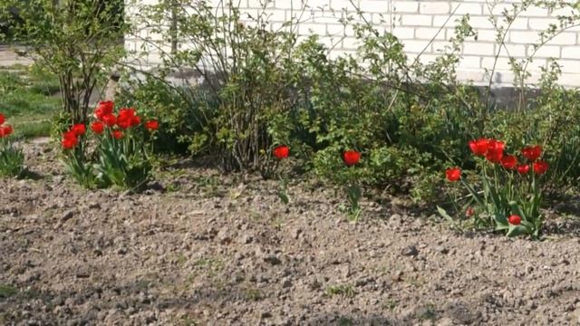 Весна. 1 Мая. Цветёт Груша, Вишня. Птицы Поют. Звуки Природы смотреть онлайн