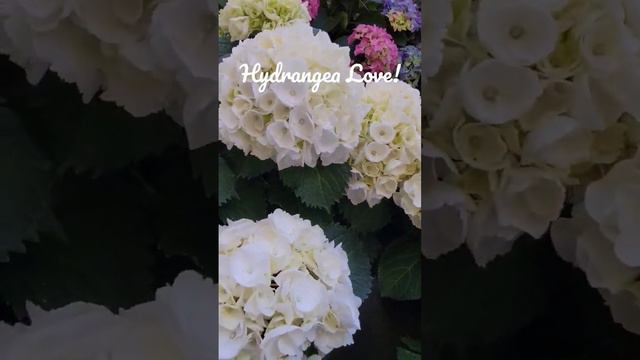 Hydrangea love the beauty and light, joy, happiness they bring is infinite! Alwayshave to view thes смотреть онлайн