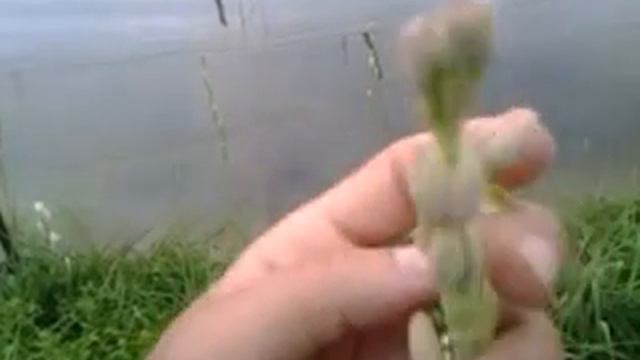 Polyanthes Tuberosa смотреть онлайн