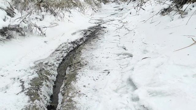 Искал родник, наступил на бобра, смотри, что было дальше.. смотреть онлайн
