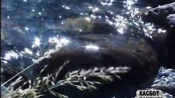 Марина. Касбот Тамбиев