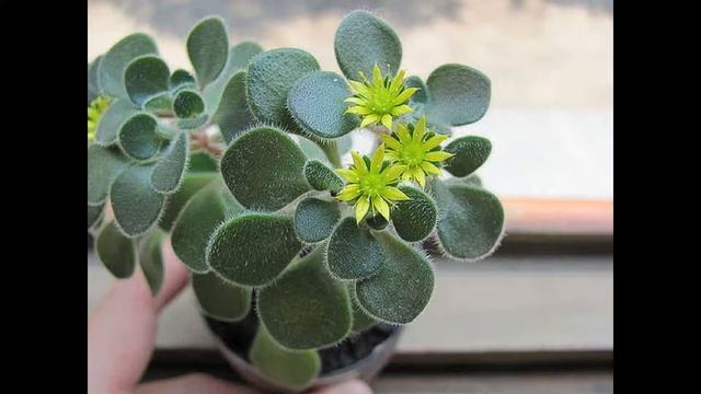 Аихризон   уход и содержание  Как вырастить дерево любви