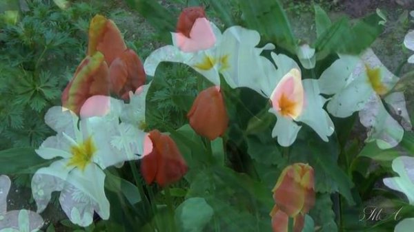 Павел Панин - Для моей любви...  Pavel Panin - For my love.