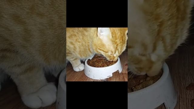 Кот смешно ест сухой корм смотреть онлайн