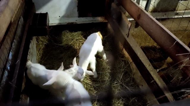 Кормление козлят с первых дней жизни / Зааненские козлята / Схема кормления смотреть онлайн