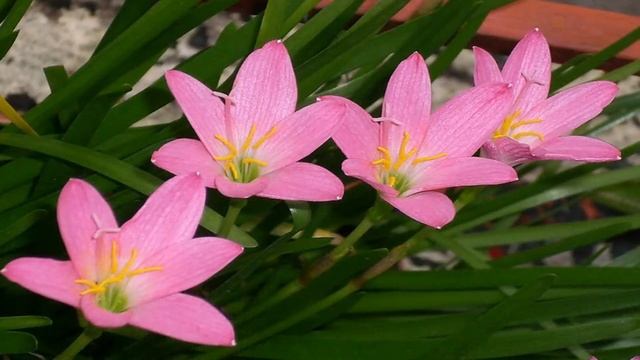 Зефирантес