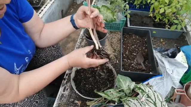 Каладиумы, делим и пересаживаем. 🌱 смотреть онлайн