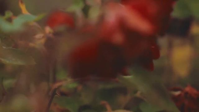 Beau paysage de fleurs et de roses merveilleuses avec une musique très relaxante. смотреть онлайн