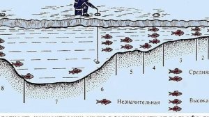 В каких местах водоема держится все крупная рыба?