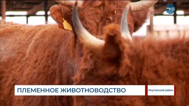 Племенное животноводство смотреть онлайн