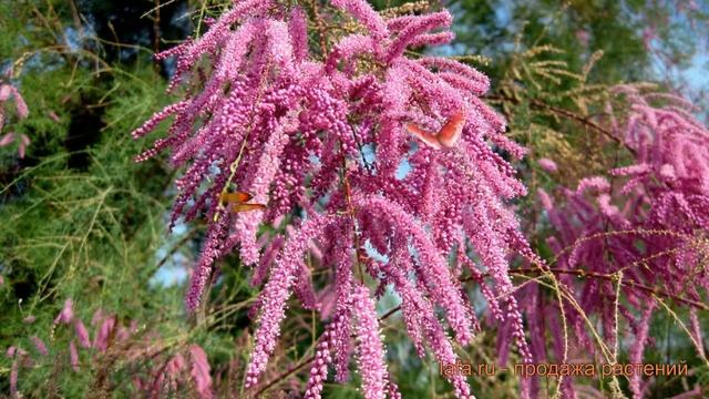 Тамарикс ветвистейший Пинк Каскад (tamarix) ? обзор: как сажать, саженцы тамарикса Пинк Каскад