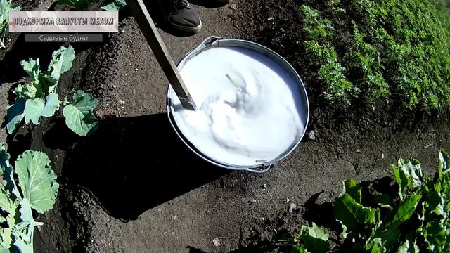 Подкормка капусты мелом, раскисление смотреть онлайн