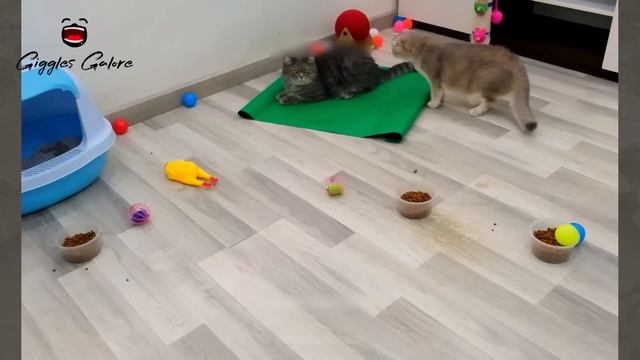Funniest Animals 2024 🤣 - New Funniest Cats and Dogs 😹🐶 Part 33 #animals #funny #viral #trending смотреть онлайн