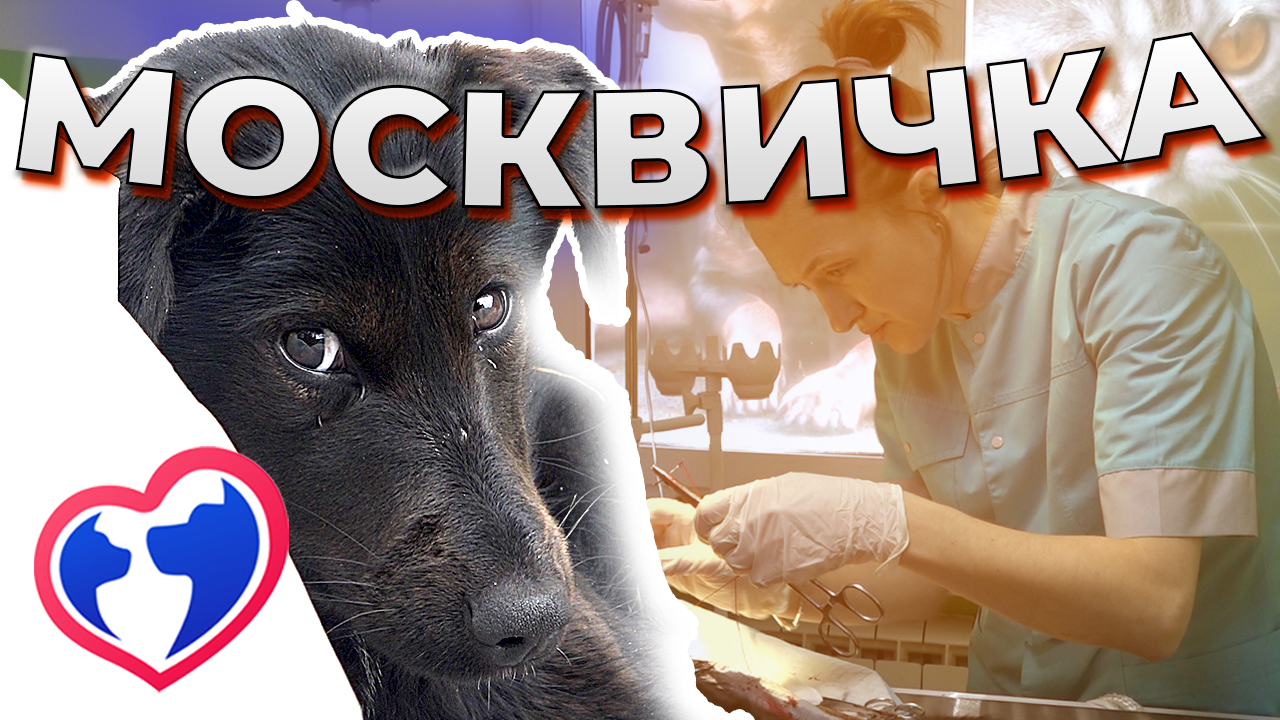 Спасение собаки! Кто с ней так поступил?