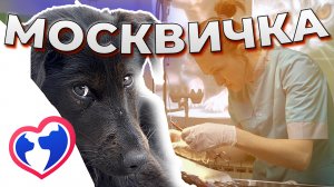 Спасение собаки! Кто с ней так поступил?