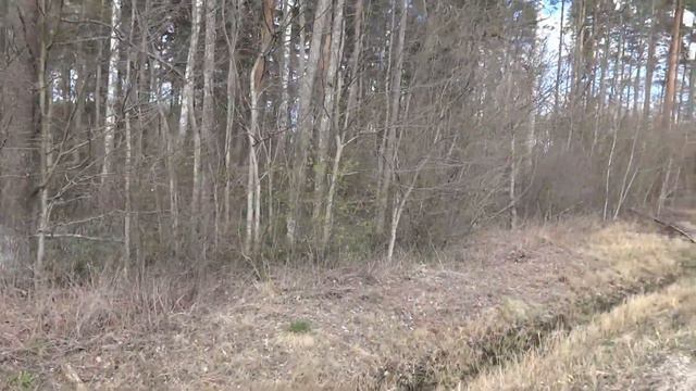 Ураган повалил очень много деревьев в лесу ! Завал вековых сосен . смотреть онлайн