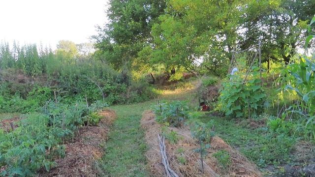 Сливовое варенье получилось вкусным! Как толстый слой мульчи защищает от фитофторы смотреть онлайн