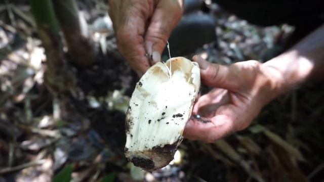 Growing and Processing Bamboo Shoots смотреть онлайн