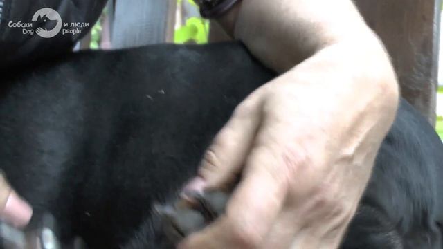 Как подстричь когти собаке. Безопасно и правильно (Галина Меренкова, амстафф и такса)