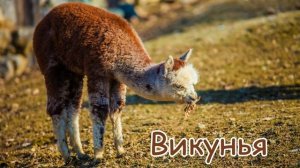 Голоса и звуки животных Южной Америки