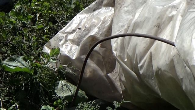 РАССАДА лука РЕПЧАТОГО в грунте смотреть онлайн