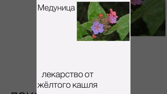 Лекарства целителей || Коты-Воители смотреть онлайн