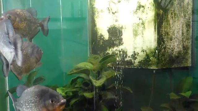 Serrasalmus Nattereri - Piranha смотреть онлайн