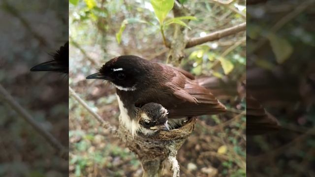 White-throated fantail Birds Small, adult birds leave the nest [ Review Bird Nest ] смотреть онлайн