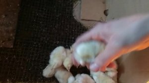 Цыплята Леггорна. Курица или петух - как можно легко и на 100% определить пол!