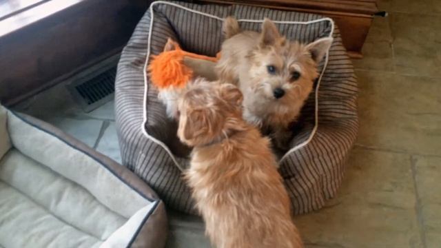 Norfolk Terrier Battle of the Beds смотреть онлайн