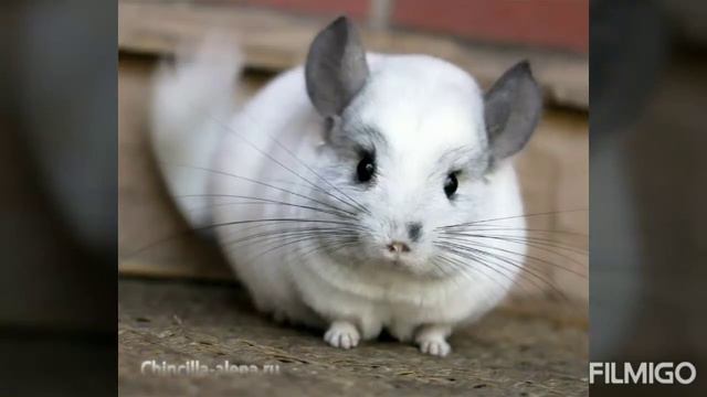 ТОП-10 МИФОВ О ШИНШИЛЛАХ смотреть онлайн