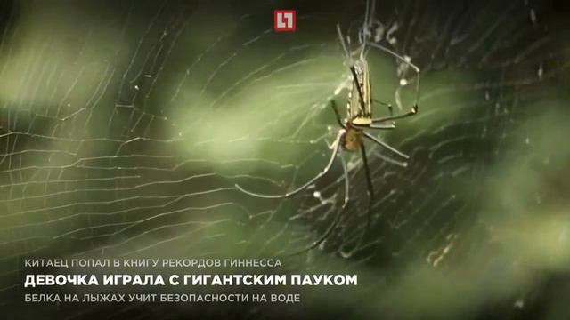 Девочка играла с гигантским пауком смотреть онлайн
