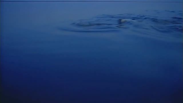 Животные в естественной среде. смотреть онлайн