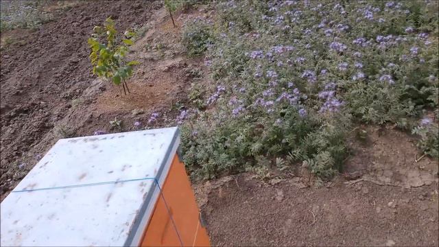 Фацелия Мелифера взошла!!! Через год!!! и радует пчёл. Май 2020 смотреть онлайн