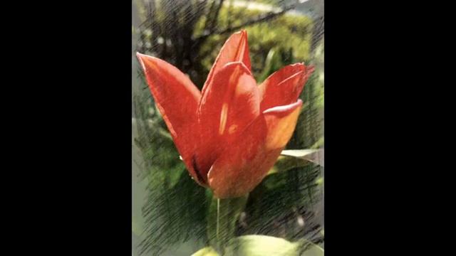 76 Год Тюльпана. #годтюльпан, #тюльпанпарамир, #ентнеизвестный, #годбумаги,  #мишьен,#простоенот смотреть онлайн