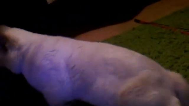 кот имеет хвост ха-ха.AVI смотреть онлайн