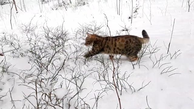 Серебристые СНЕЖИНКИ ❆ Новогодняя песенка | Песня серебристые снежинки. Маруся и снег. Цвета ЗИМЫ смотреть онлайн