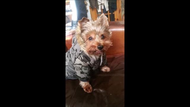 R.I.P Maxi Lad... (2 Years On) смотреть онлайн